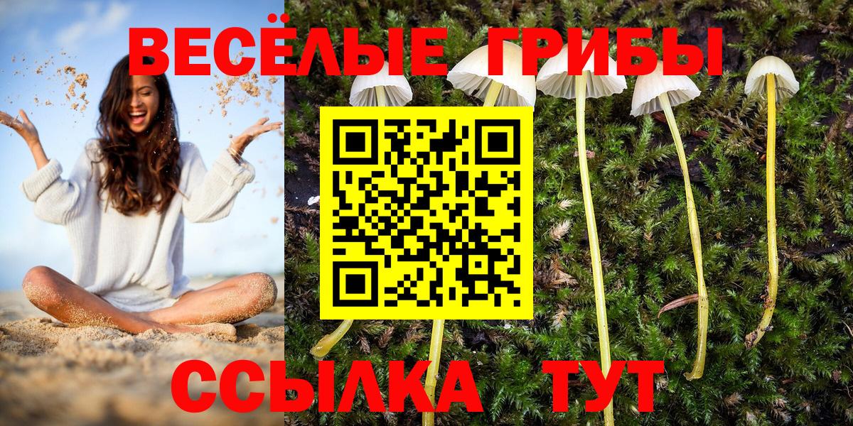 Малоярославец  Псилоцибиновые грибы Psilocybe  Вход с VPN 